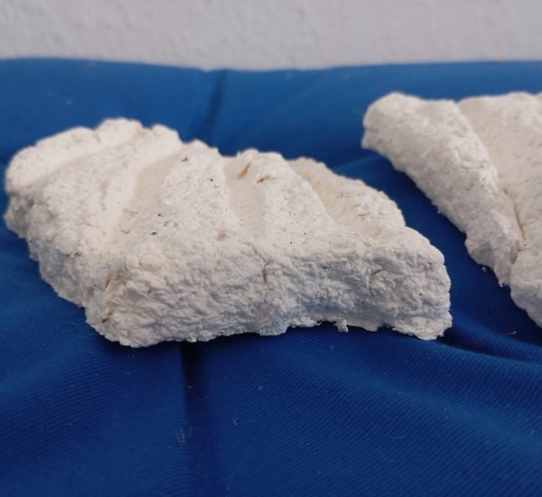 Dino-Skelett: Rohlinge aus Pulpe